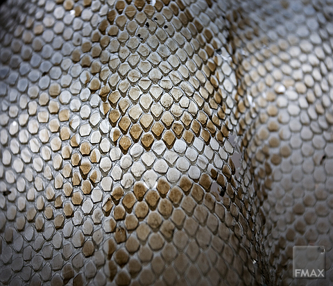 As in olde times – Eddy the snake