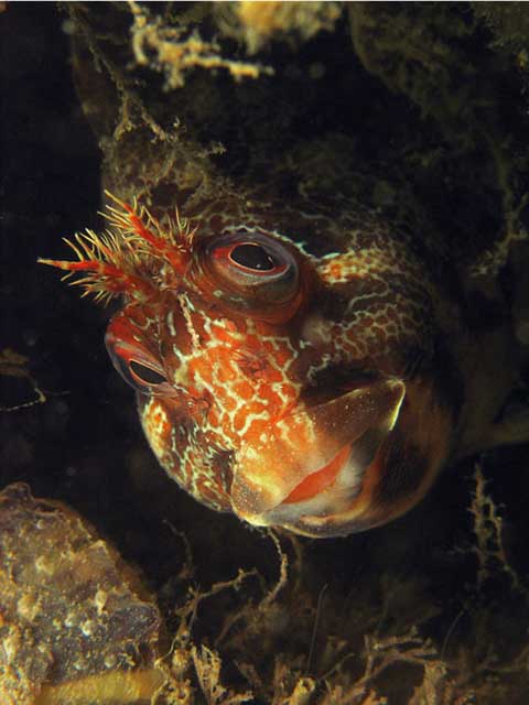 Groene soep in de Oosterschelde