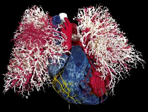 Sjakie’s chocoladefabriek in de aula