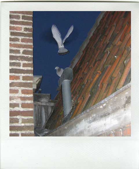 Dakgoot als landingsbaan