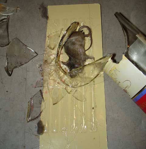 Muizen op z’n Grieks