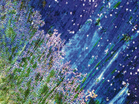 De schoonheid van een kogelinslag