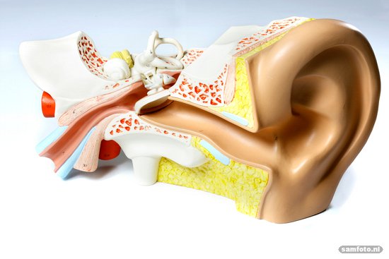 Wazeggie? Een beter bionisch oor